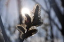 Musk willow